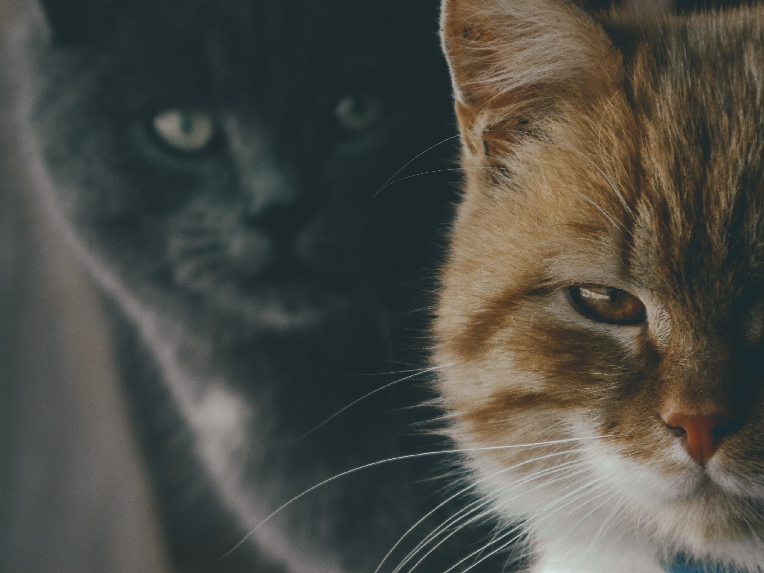 "The best data engineers are runaway software engineers; the best data analysts, scientists, and solution (data) architects are runaway data engineers; and the best data product managers are runaway data analysts or scientists." [Photo by Yurii Khomitskyi on Unsplash]