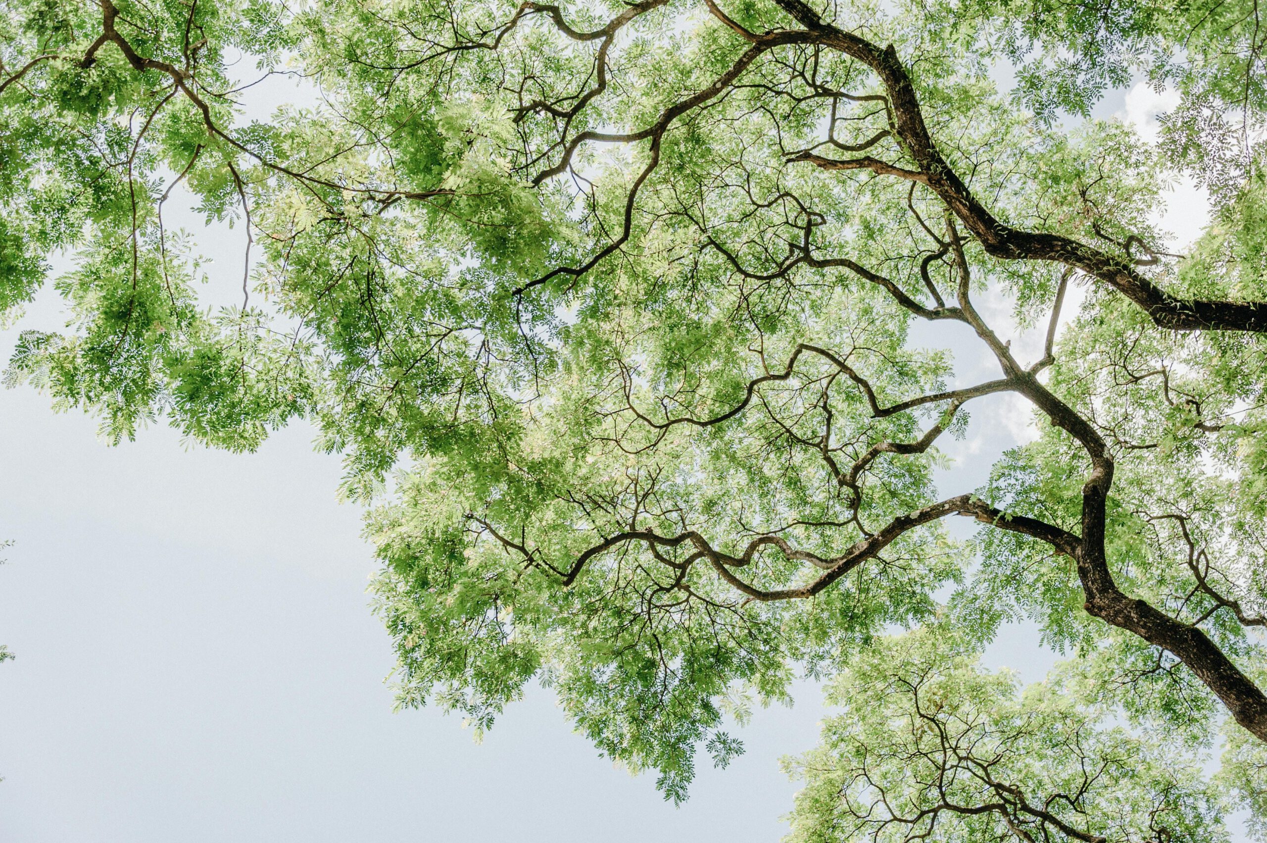 Image from Pexels.com by Min An