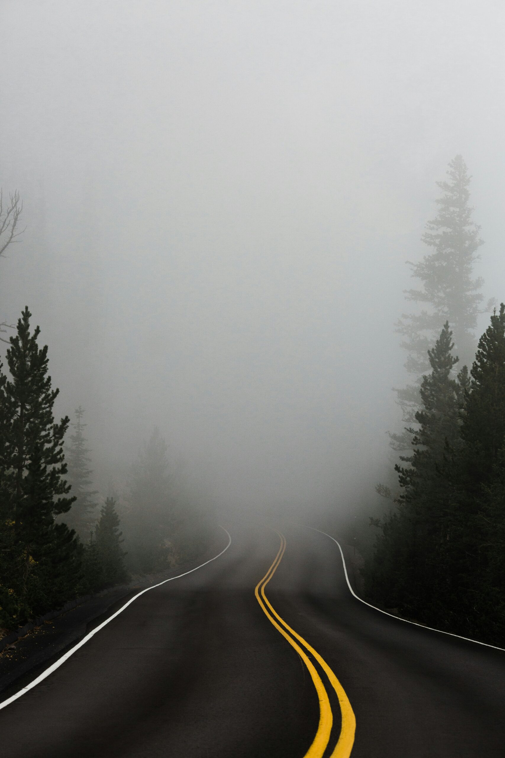 A tree-lined road disappearing into fog